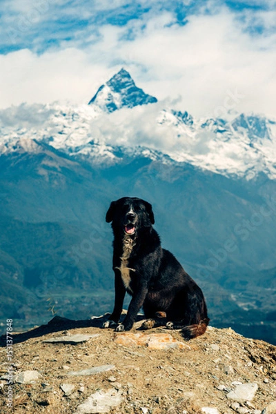Fototapeta Little dog on the Himalayas