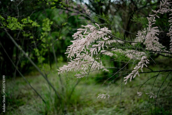 Fototapeta Flowering branches of tamarix, tamarix, pink flowers. Tamarix bush blooming in early spring the garden. Light spring breeze