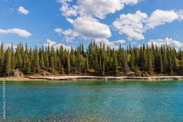 Fototapeta Trees Lined By The Bow River Under A Bright Blue Sky