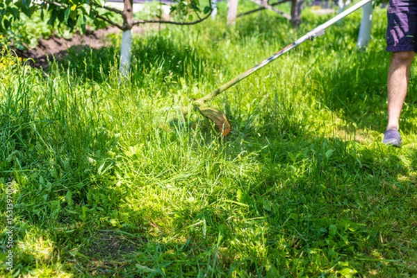 Fototapeta mow the grass in the garden. Selective focus.