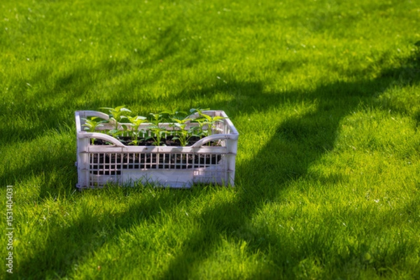 Obraz Multiple plants growing in plastic crate on garden lawn