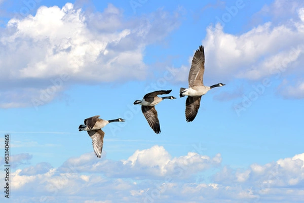 Obraz Three Canada Geese Flying in the Clouds in a blue sky