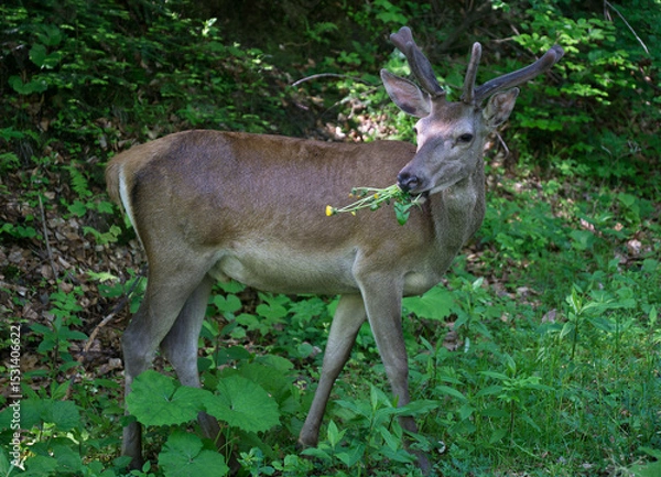 Obraz Deer in the Beskud Mały Mountains