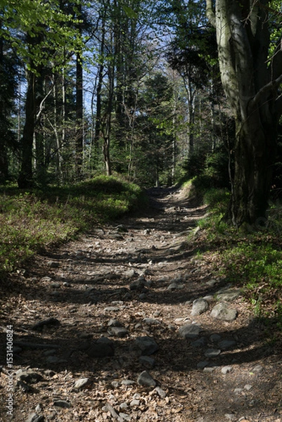 Obraz Spring on the trail in the Beskids