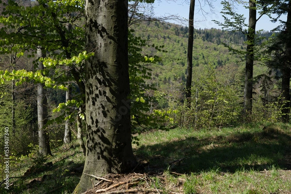 Obraz Spring on the trail in the Beskids