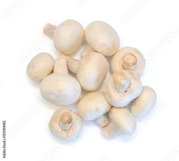 Obraz Edible button mushroom isolated on white background