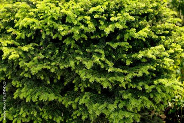 Fototapeta Common spruce "nidiformis" in the botanical garden in spring