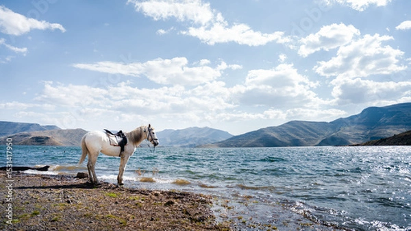 Obraz horse in the mountains