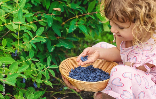 Fototapeta Child picking berries in the garden. Selective focus.