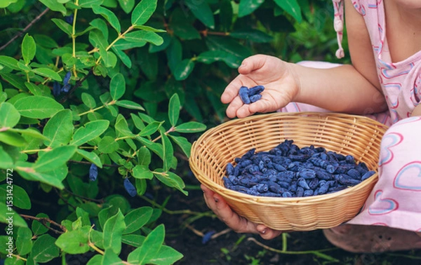 Fototapeta Child picking berries in the garden. Selective focus.