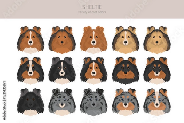 Fototapeta Sheltie, Shetland sheepdog clipart. Different poses, coat colors set.  Vector illustration