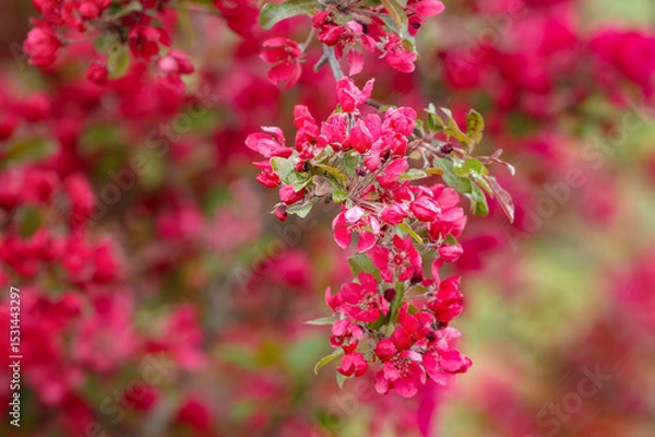 Obraz Crab apple tree blossoms with copy space