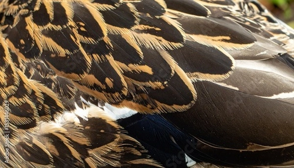 Obraz  Molting Duck Feather Close-Up