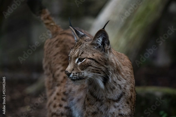 Obraz The Eurasian Lynx (Lynx lynx).