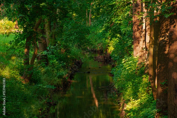 Obraz forest in the forest