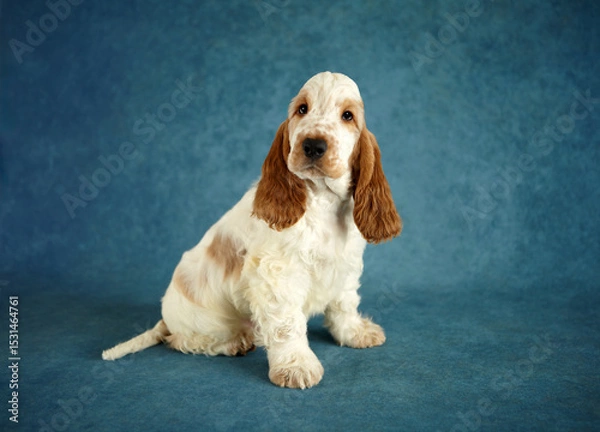 Fototapeta Portrait of an English Cocker Spaniel puppy. The dog is sitting. Color orange roan. Age 2 months.