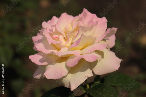 Obraz pink rose flower