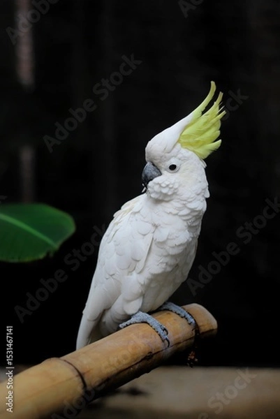 Obraz Elegant White Cockatoo Perched on Bamboo Branch with Yellow Crest and Dark Background