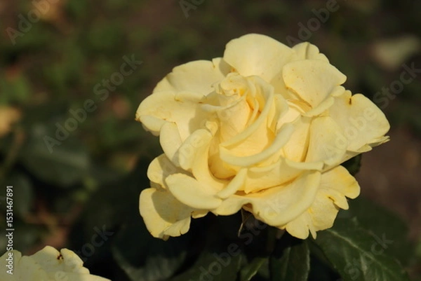 Obraz yellow rose flower