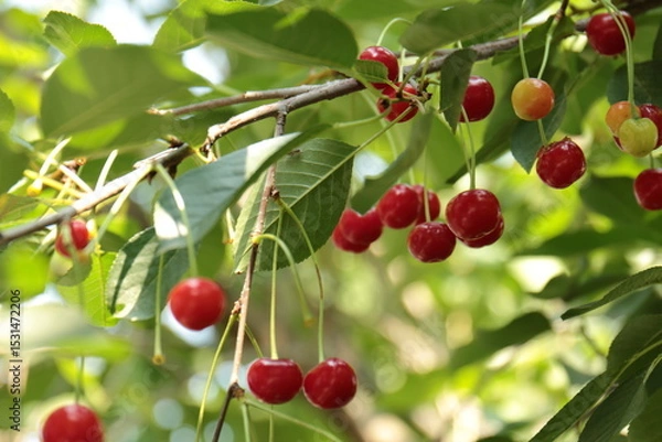 Obraz cherries on a tree