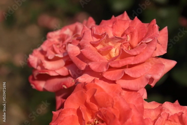 Obraz red rose flower