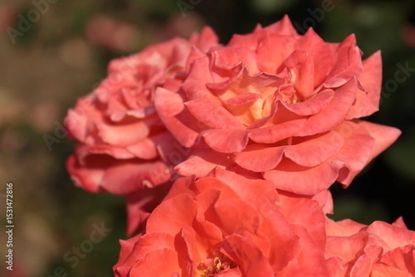 Obraz red rose flower