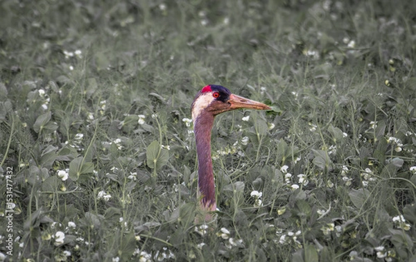 Fototapeta crane bird on the field