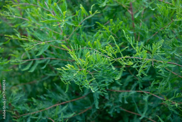Fototapeta branches of juicy spruce in summer after watering