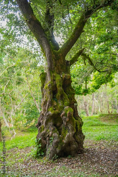 Fototapeta a large exotic tree with a huge trunk in Shekvetili Dendrological Park