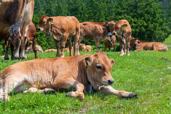 Fototapeta Grazing cows on a sunny alpine meadow with the majestic Zugspitze rising in the background, viewed from Wankberg—serene and quintessentially Bavarian.