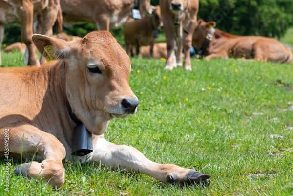 Fototapeta Grazing cows on a sunny alpine meadow with the majestic Zugspitze rising in the background, viewed from Wankberg—serene and quintessentially Bavarian.