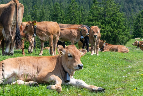 Fototapeta Grazing cows on a sunny alpine meadow with the majestic Zugspitze rising in the background, viewed from Wankberg—serene and quintessentially Bavarian.