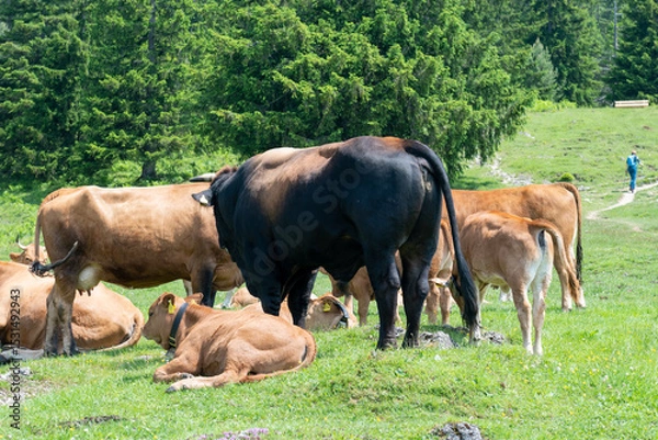 Fototapeta Grazing cows on a sunny alpine meadow with the majestic Zugspitze rising in the background, viewed from Wankberg—serene and quintessentially Bavarian.