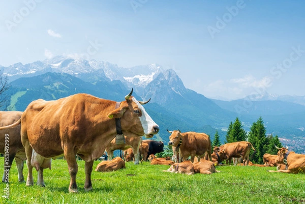 Fototapeta Grazing cows on a sunny alpine meadow with the majestic Zugspitze rising in the background, viewed from Wankberg—serene and quintessentially Bavarian.