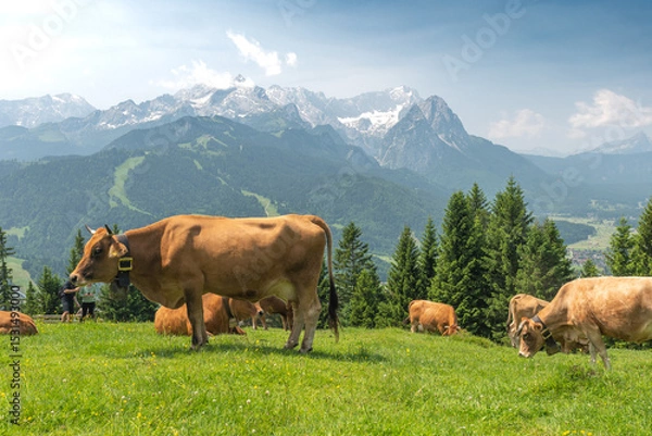 Fototapeta Grazing cows on a sunny alpine meadow with the majestic Zugspitze rising in the background, viewed from Wankberg—serene and quintessentially Bavarian.