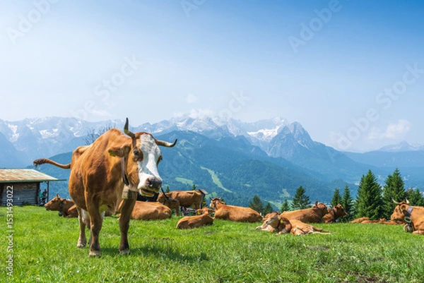Fototapeta Grazing cows on a sunny alpine meadow with the majestic Zugspitze rising in the background, viewed from Wankberg—serene and quintessentially Bavarian.