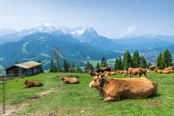 Fototapeta Grazing cows on a sunny alpine meadow with the majestic Zugspitze rising in the background, viewed from Wankberg—serene and quintessentially Bavarian.