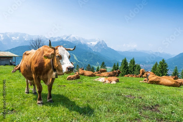 Fototapeta Grazing cows on a sunny alpine meadow with the majestic Zugspitze rising in the background, viewed from Wankberg—serene and quintessentially Bavarian.
