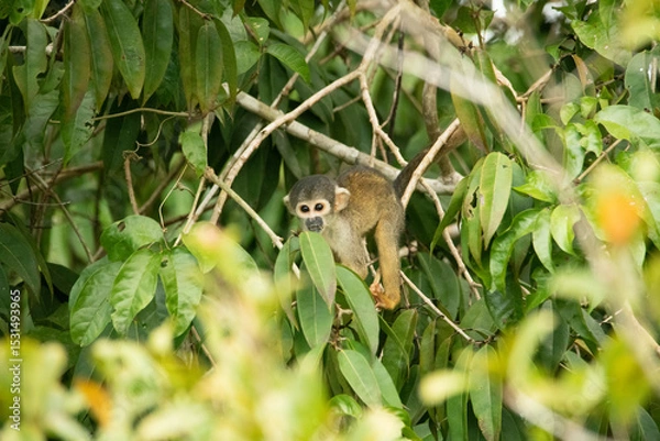 Obraz monkey on a tree