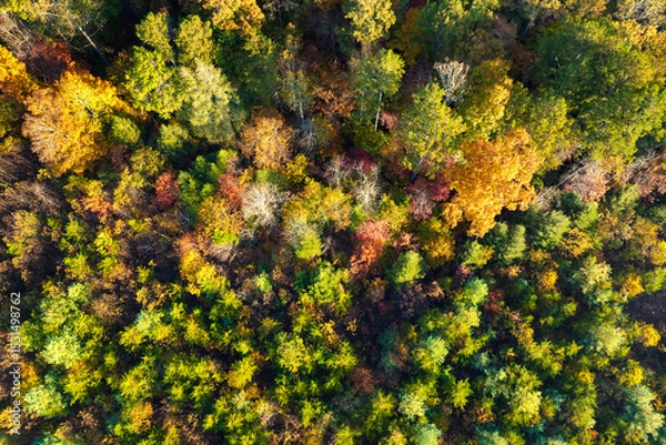 Fototapeta Aerial view of lush forest with colorful canopies in autumn woods on sunny day. Landscape of autumnal wild nature