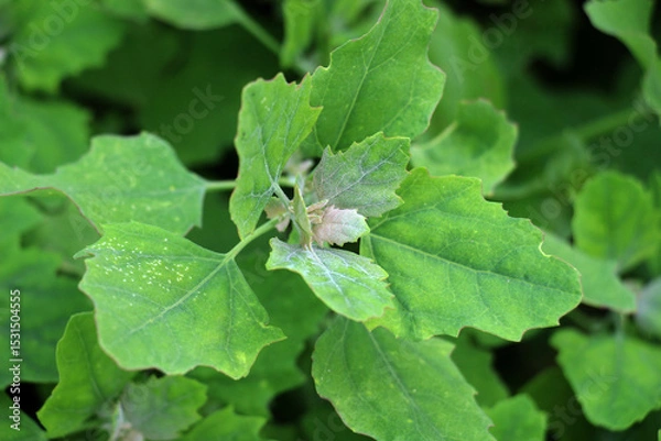 Fototapeta White goosefoot (Chenopodium album) grows in nature