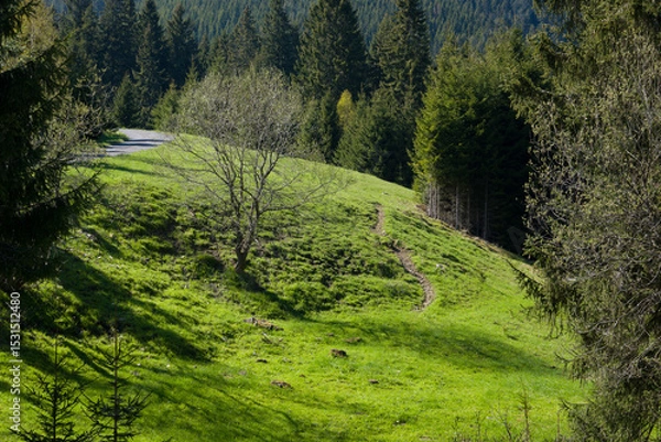 Obraz Lush Meadow with Trees on Sunny Hillside - Horni Mala Upa, Czechia