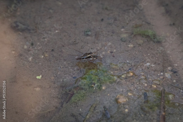 Obraz 소금쟁이 짝짓기