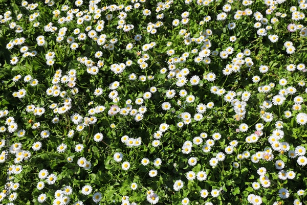 Fototapeta meadow in spring with many white flowers called bellis perennis or daisy