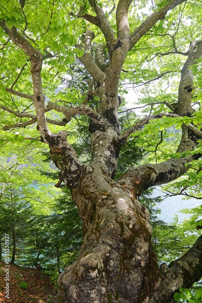 Fototapeta strange big tree with trunk all around from which many knots start branches with green leaves
