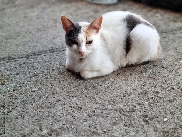 Fototapeta A beautiful tricolor calico cat resting in a loaf pose on concrete ground