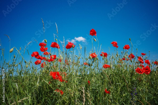 Fototapeta Bright red poppies with a blue sky in the background