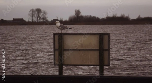 Fototapeta Port wall at dusk in Oudega Frisia  Netherlands, view to the horizon. The sign table  from behind with an upcoming gull.
