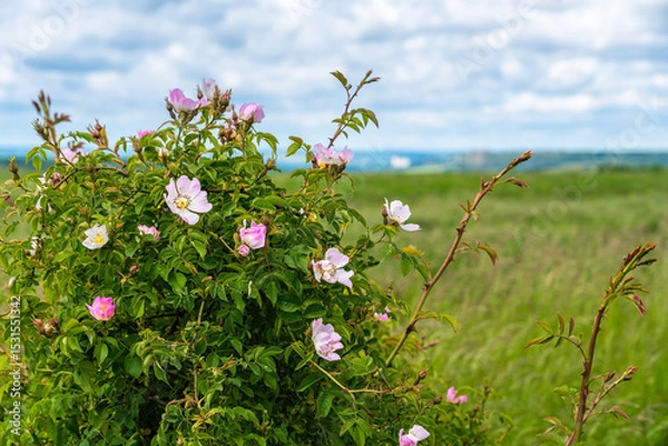 Obraz A flowering shrub with delicate pink wild roses against a backdrop of expansive green meadows under a dramatic, cloudy sky
