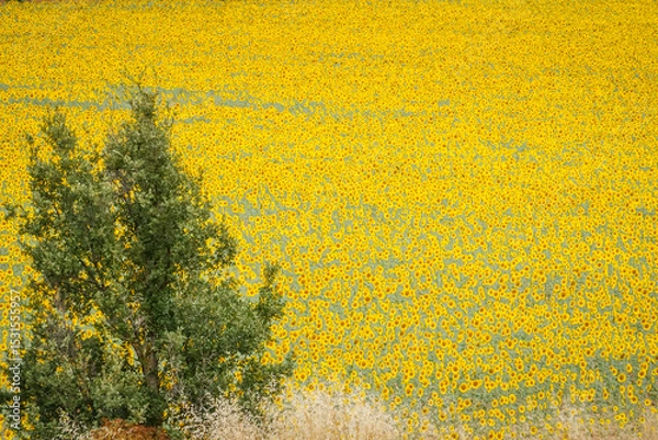 Obraz Sunflower fields in the Spanish countryside